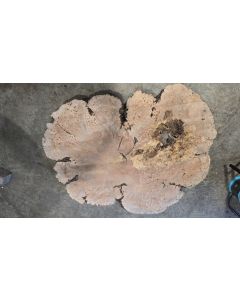 Maple Burl 
