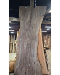Black Walnut 